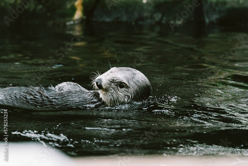 Side view of a sea otter swimming on its back photo