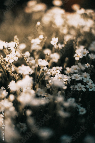 Wallpaper Mural Macro shoot of white flora inside the forest Torontodigital.ca
