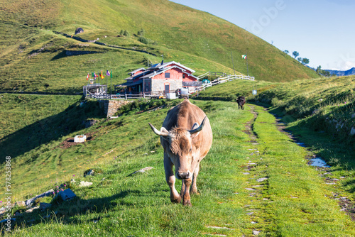 Cows on pastures next to Rifugio Venini, Valle Intelvi, Italy photo