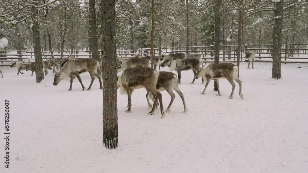 Western Siberia, a herd of reindeer in the corral. Western Siberia, a herd of reindeer in the corral.