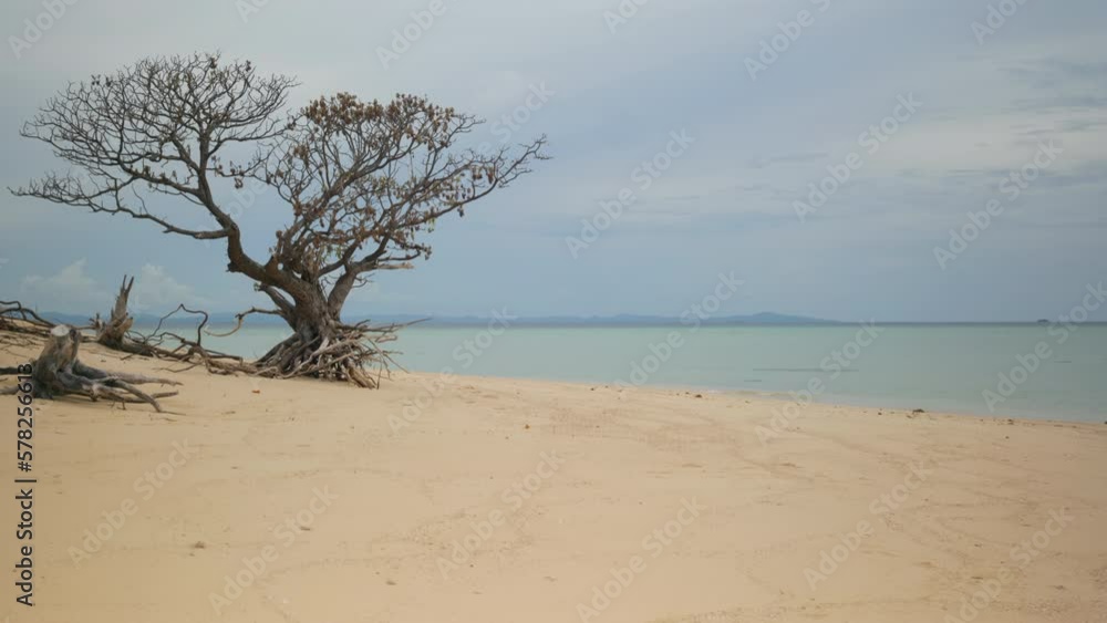 Picturesque tree on the sand at the edge of a tropical island Picturesque tree on the sand at the edge of a tropical island