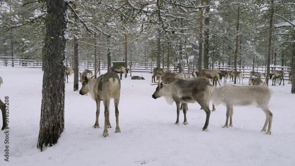 Western Siberia, a herd of reindeer in the corral. Western Siberia, a herd of reindeer in the corral.