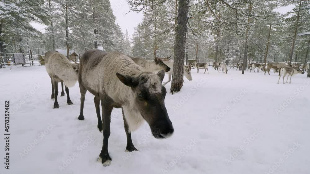 Western Siberia, a herd of reindeer in the corral. Western Siberia, a herd of reindeer in the corral.