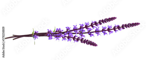 Sprigs of purple salvia flowers in a small bouquet isolated on white or transparent background photo