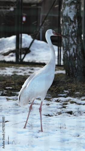 Zoo Tallinn Estonia Europe animals in winter time beautiful decoration countryside style travel tourist nature bird crow elephant goose camel lizard monkey parrot seal sheep alpaka sloth