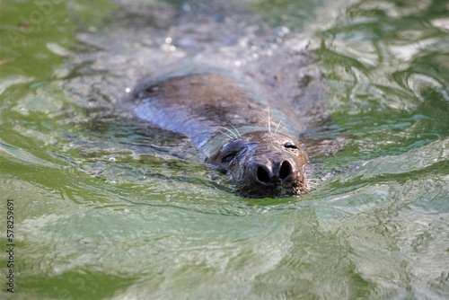 Zoo Tallinn Estonia Europe animals in winter time beautiful decoration countryside style travel tourist nature bird crow elephant goose camel lizard monkey parrot seal sheep alpaka sloth