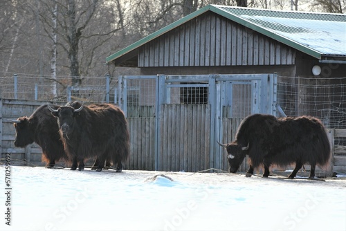 Zoo Tallinn Estonia Europe animals in winter time beautiful decoration countryside style travel tourist nature bird crow elephant goose camel lizard monkey parrot seal sheep alpaka sloth