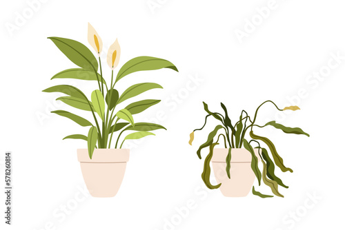 Potted flower plants in good and bad conditions. Blossomed growing leaves vs withered wilted dead houseplant with dying dry sick leaf. Flat cartoon vector illustration isolated on white background