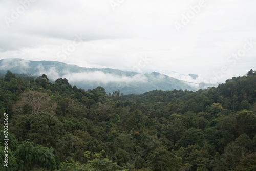 Green Nature isolated with White Misty Fog cover the top of mountain tree at Doi Sakad Pua  Nan Thailand in Rainy Season - abstract background 