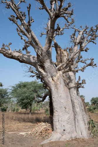 Baobab tree near Dakar city © 雅文 大石