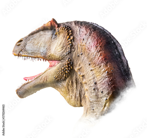 The head of Carcharodontosaurus , dinosaur on  isolated background  . © meen_na