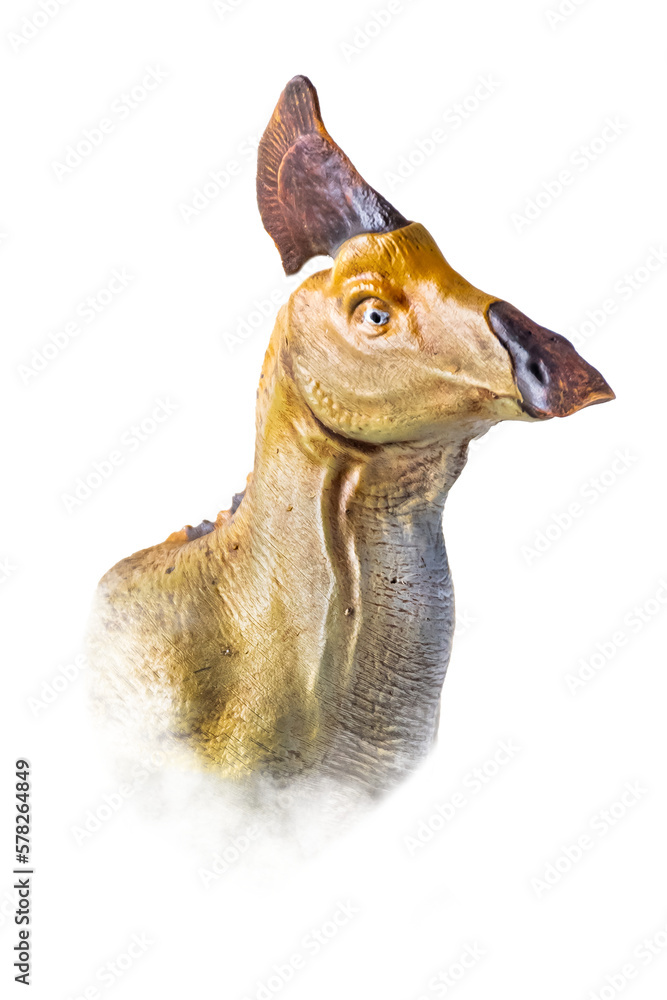 Fototapeta premium The head of Olorotitan , dinosaur on isolated background .
