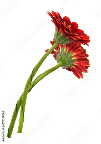 Two red gerbera flowers isolated on white or transparent background