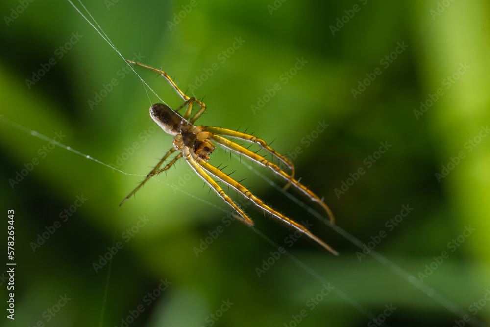 Tetragnatha extensa is a species of spider found across the Northern Hemisphere. It has an elongate body, up to 11 mm long, and adopts a straight line posture when alarmed Tetragnatha extensa is a species of spider found across the Northern Hemisphere. It has an elongate body, up to 11 mm long, and adopts a straight line posture when alarmed