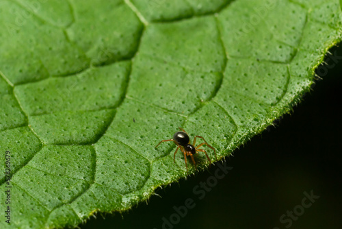 macro shot of a spider hiding under a green leaf