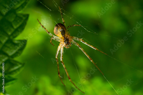 Nice macro image of a spider web sitting on its web with a blurred background and selective focus. A spider in a web is a close-up image of a spider in a garden