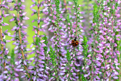 Red ladybug on pink flowers photo