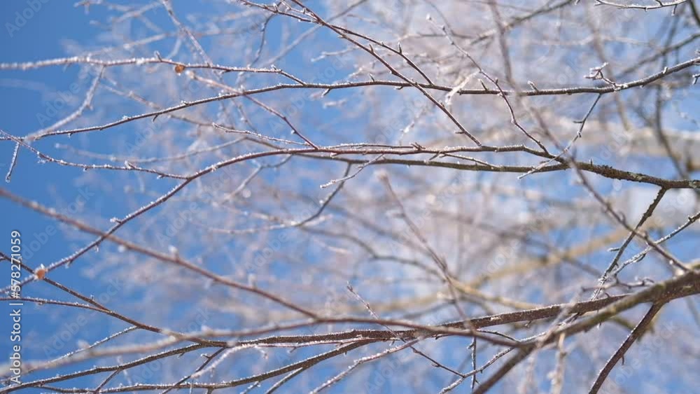 Frosty tree branches against blue sunny sky. Winter background with free space for text. Winter landscape. Trees covered with hoarfrost, deep pure crackling snow. Christmas eve. Sunny frosty day. Frosty tree branches against blue sunny sky. Winter background with free space for text. Winter landscape. Trees covered with hoarfrost, deep pure crackling snow. Christmas eve. Sunny frosty day.