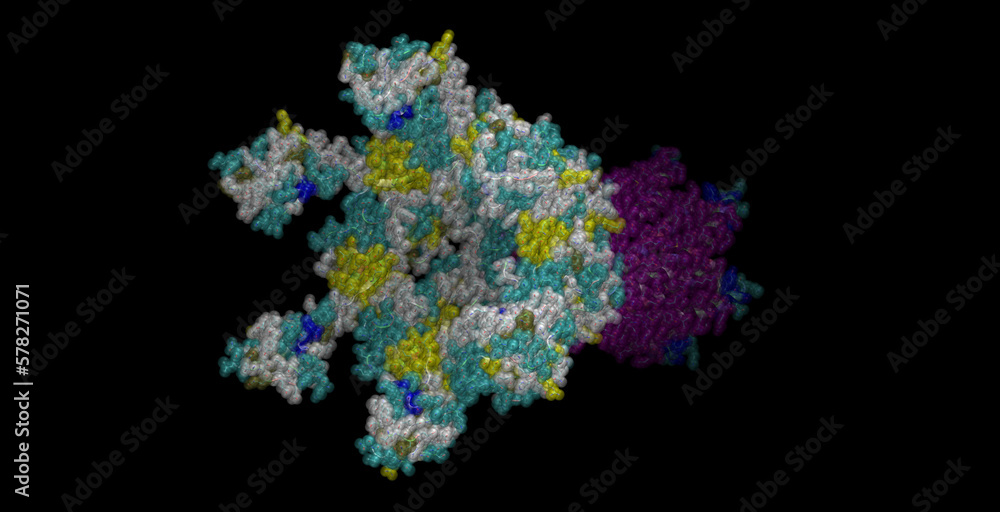 Gram-negative bacteria Actinobacillus actinomycetemcomitans, three-component drug efflux pump 3D protein molecule 4K
