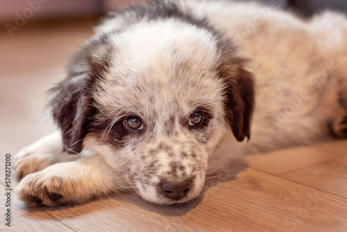 Fototapeta Naklejka Na Ścianę i Meble -  Bulgarian shepherd puppy dog lying on floor indoor