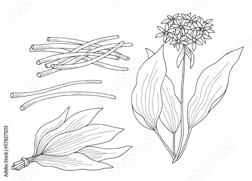 Wild garlic graphic black white isolated sketch set illustration vector