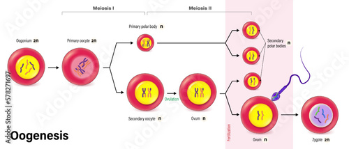Oogenesis. Cell division. Gametogenesis. Meiosis. Human reproductive system.