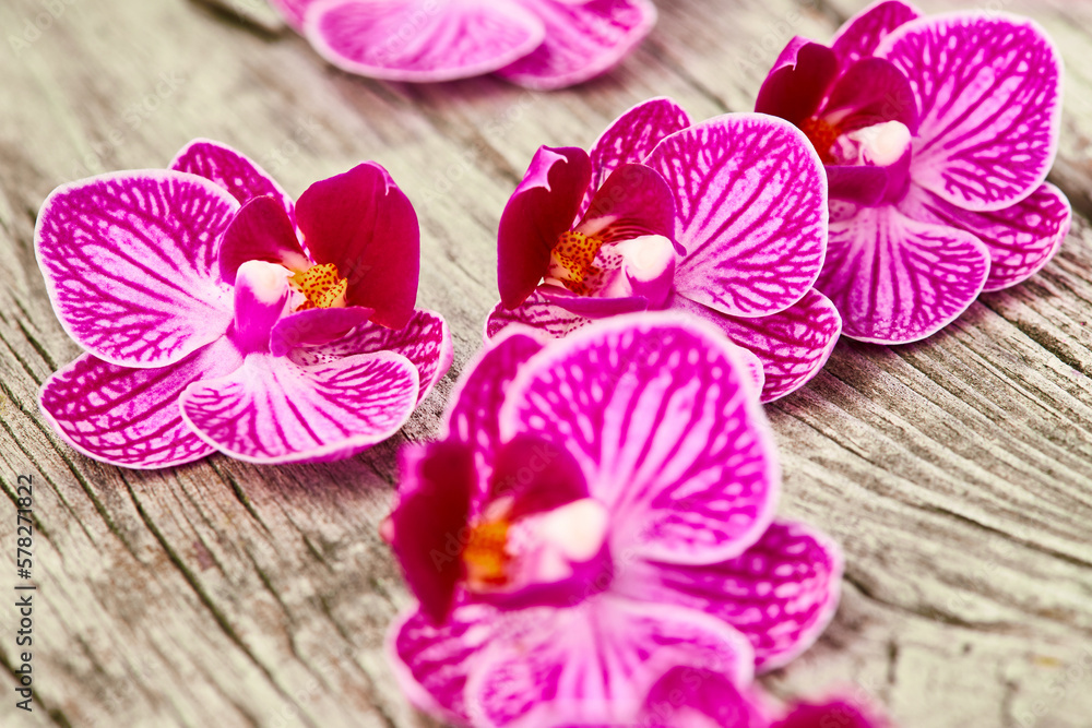 Orchid flowers on wooden background exotic spa Orchid flowers on wooden background exotic spa