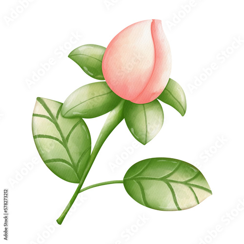 Watercolor flower, Hand-drawn illustration, Spring season