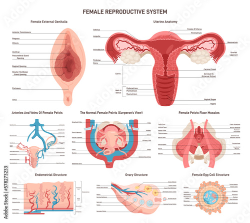 Female reproductive anatomy set. External and internal organs, muscles