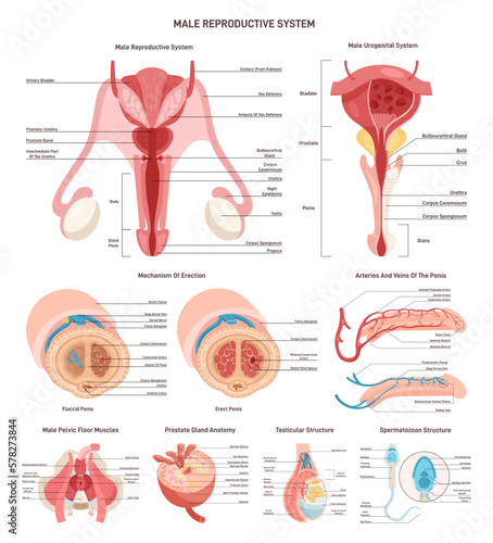 Male reproductive anatomy set. Urological and genital organs, muscles
