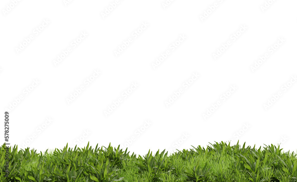 Grass plant on transparent background, nature meadow, 3d render illustration.