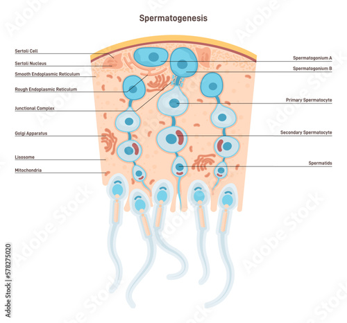Spermatogenesis. Production of semen in the male reproductive system. photo