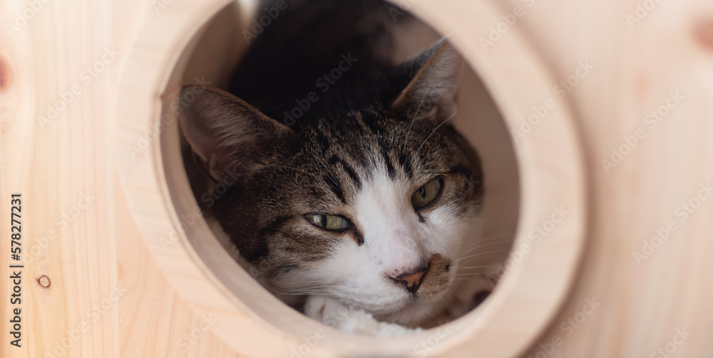 見つめる猫 キジトラ白 見つめる猫 キジトラ白