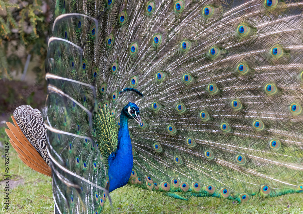 Obraz premium Closeup Image of a peacock dancing with its open feathers