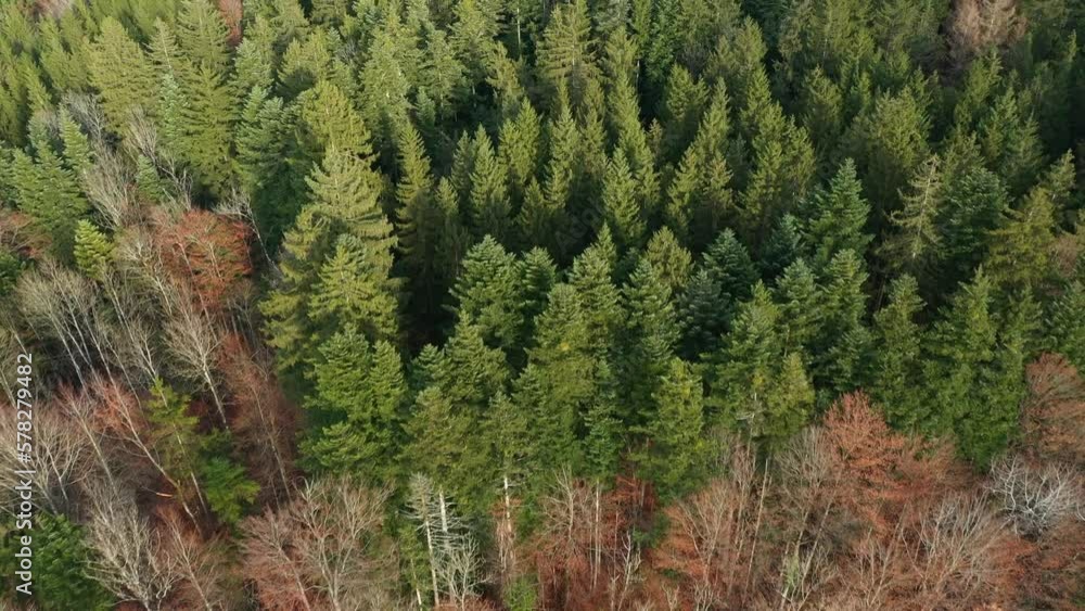 aerial view of a coniferous forest,green nature background, aerial view of a coniferous forest,green nature background,