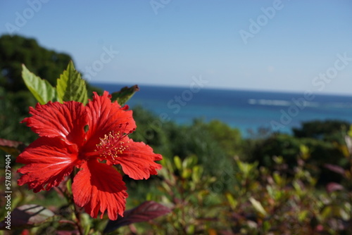 ハイビスカスと海と空