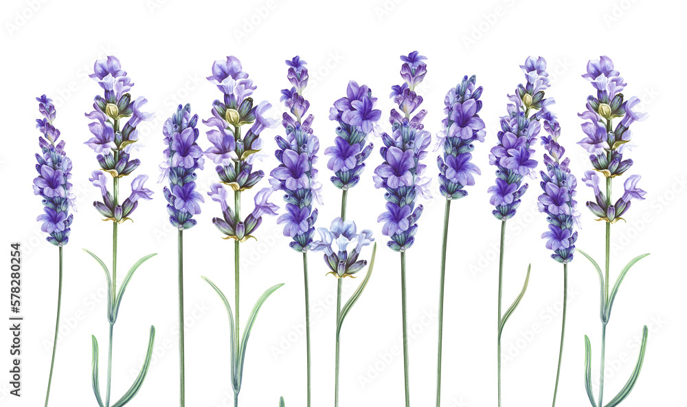 Naklejka premium Purple watercolor lavender. Set of differents flower lavandula on white background. Elegant floral illustration
