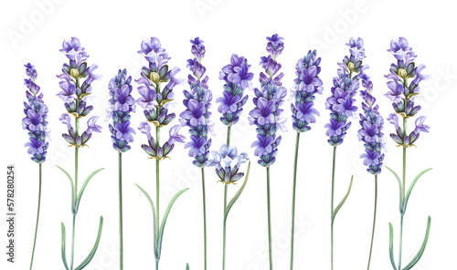 Purple watercolor lavender. Set of differents flower lavandula on white background. Elegant floral illustration