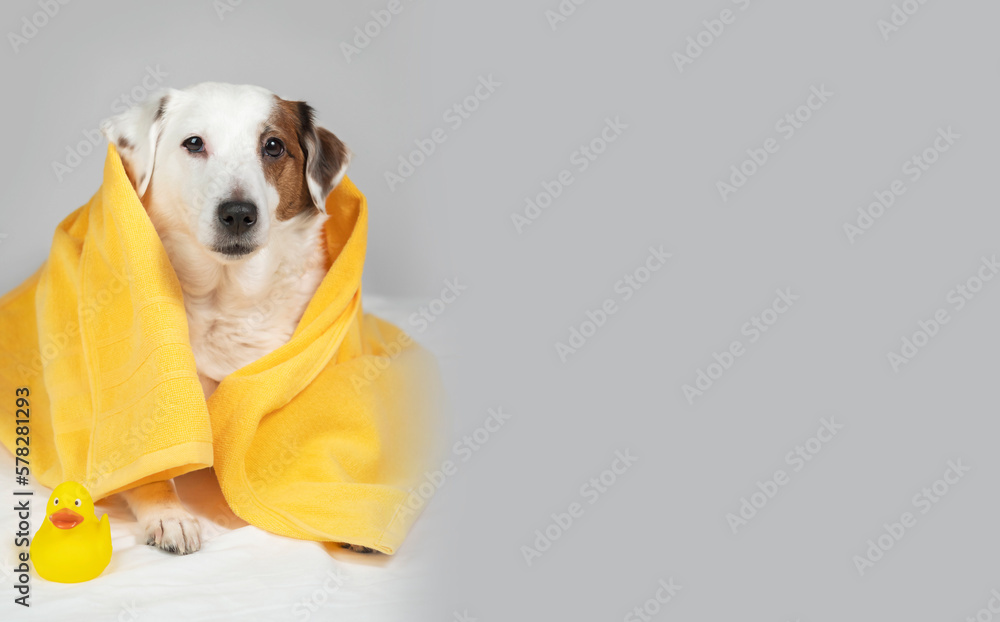 Image of a white Jack Russell Terrier dog in a yellow towel on a grey background. With space for text