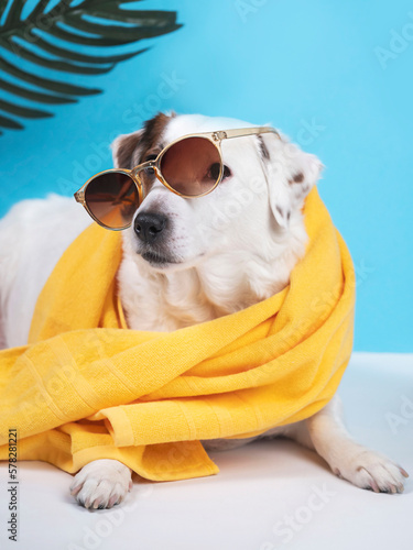 Portrait of a Jack Russell Terrier dog with a yellow towel and sunglasses. On a blue background with a palm tree branch. Concept of a summer holiday.