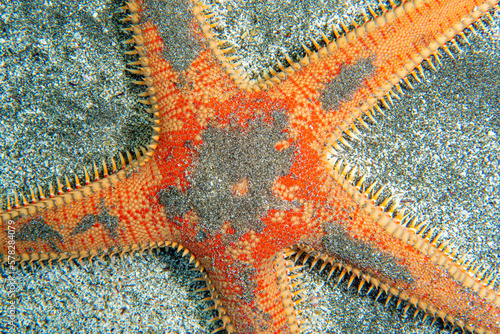 Beautiful orange starfish in the sand