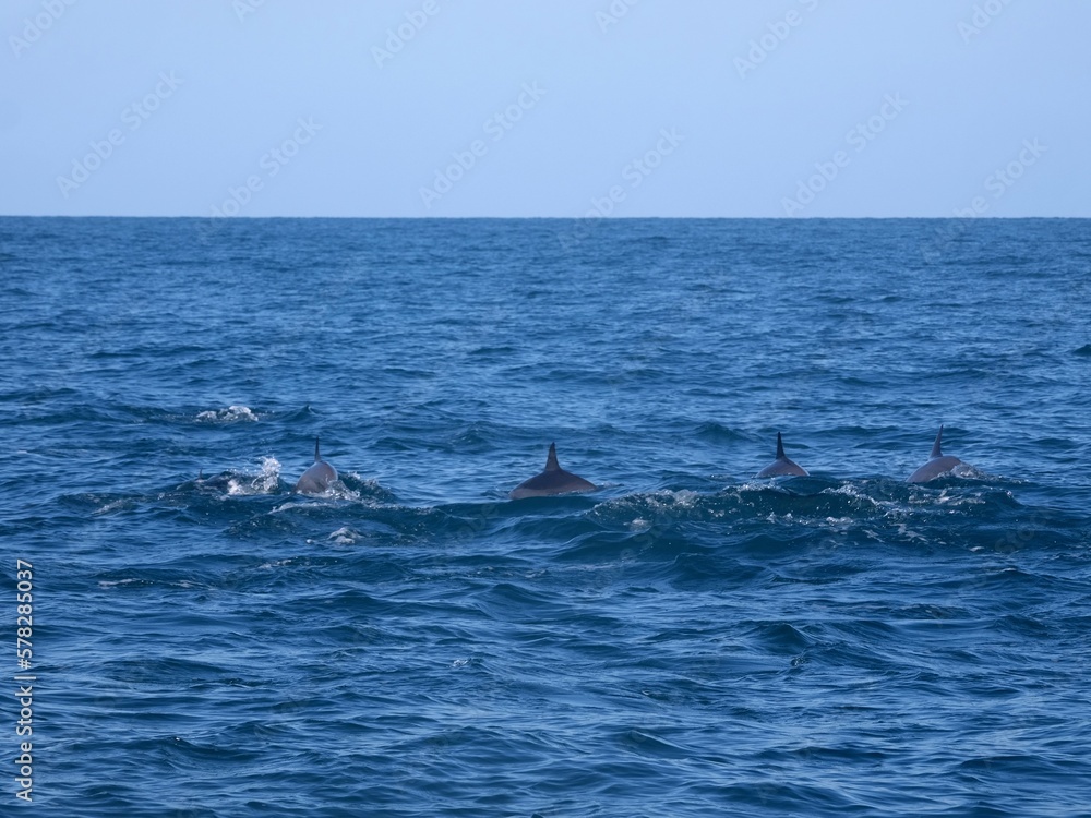 Fototapeta premium A group of dolphins. Anakao. Mozambique Channel. Madagascar