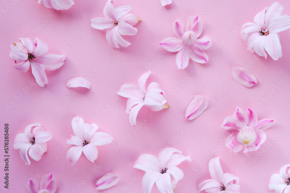 A minimal style concept. Pink geacinth flowers on a pale pink background. Summer or spring concept. Flat lay, top view. A minimal style concept. Pink geacinth flowers on a pale pink background. Summer or spring concept. Flat lay, top view.