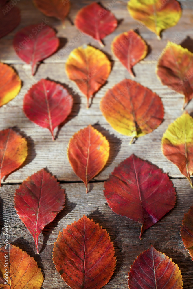 Autumn background. Red, orange leaves from trees on a wooden background. Alder leaf.