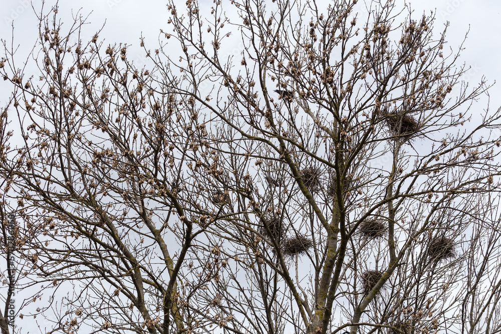 Numerous nests of crows on tall trees against cloudy sky Numerous nests of crows on tall trees against cloudy sky