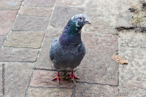City pigeon standing on a surface paved with stone slabs