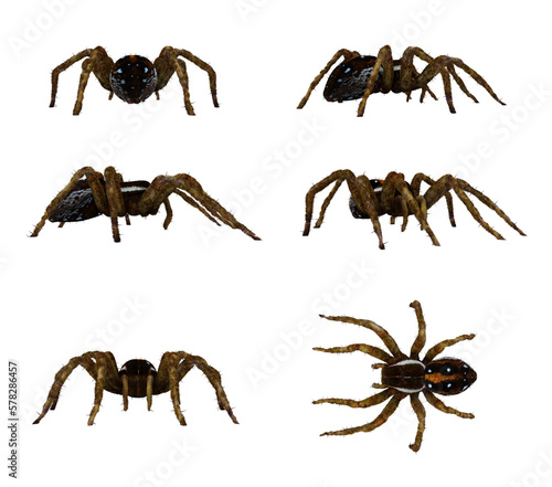 Fishing Spider isolated