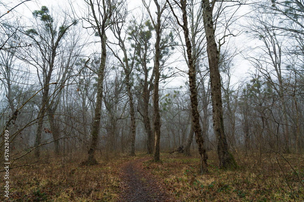 Bare leafless mystical foggy winter forest landscape