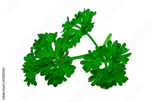 green fresh parsley isolated on png.