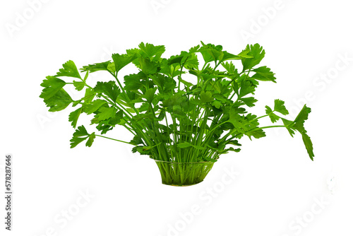 Fresh green celery isolated on png.